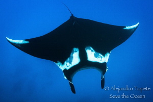 Giant Mantaray,Isla  San Benedicto, México by Alejandro Topete 